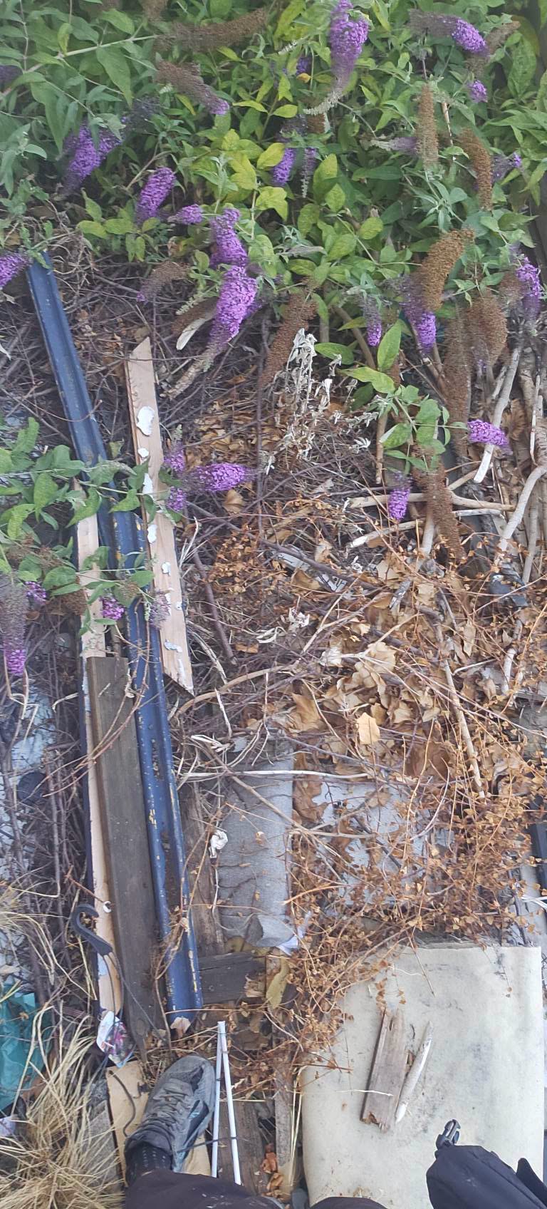Garden clearance
